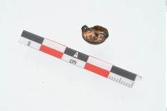 Foto von Bronzezwingenniet (NHMW-PRAE-026299)
